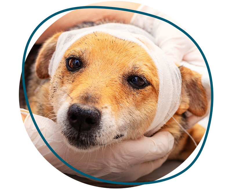veterinarian applying bandage to dog