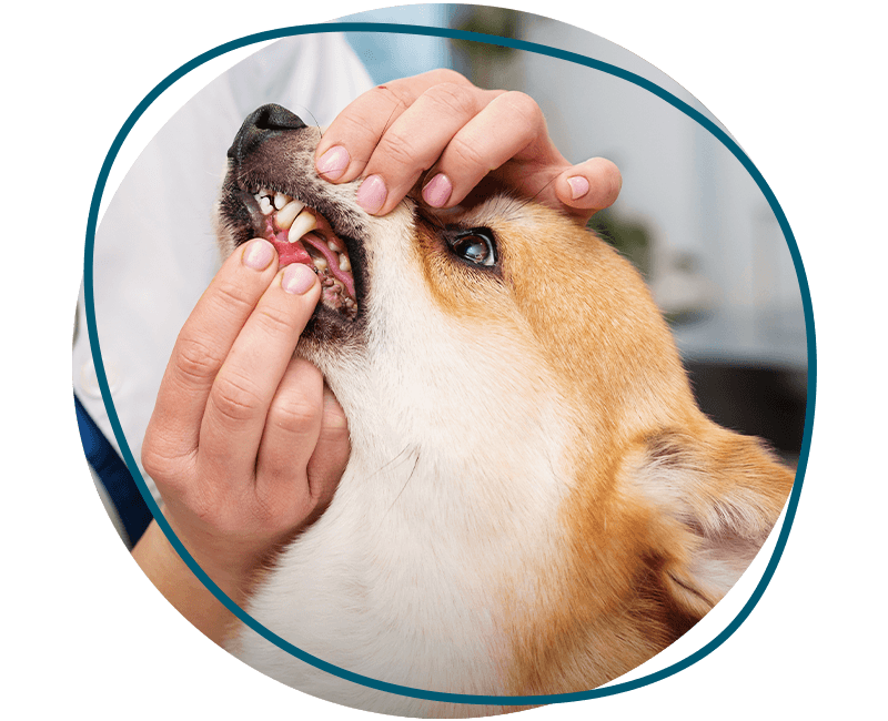 veterinarian taking care of dog teeth
