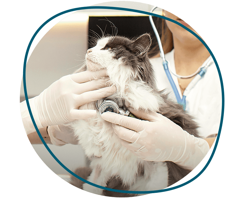 vets examine sick cat at veterinary clinic